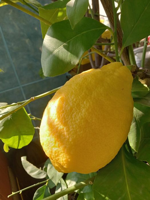 Lamai altoiți in ghiveci