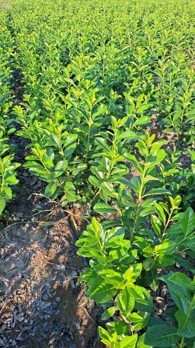 Laur englezesc photinia Red Robin leylandi