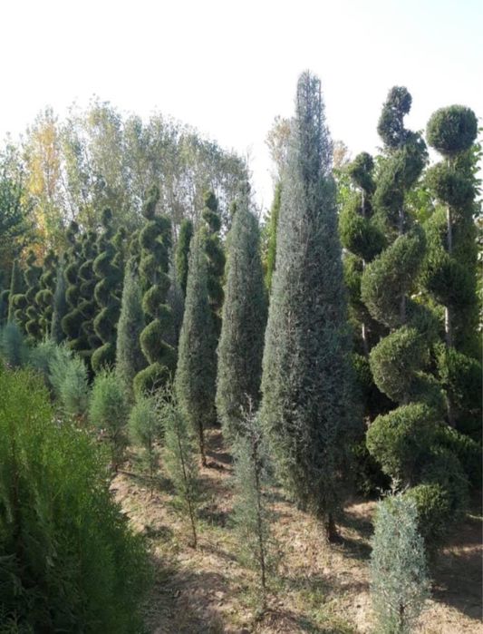 Саженцы ёлка Алматы