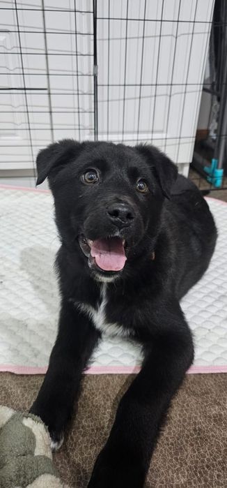 Отдам в очень хорошие руки