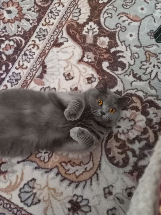 Отдам в добрые руки кошку британку