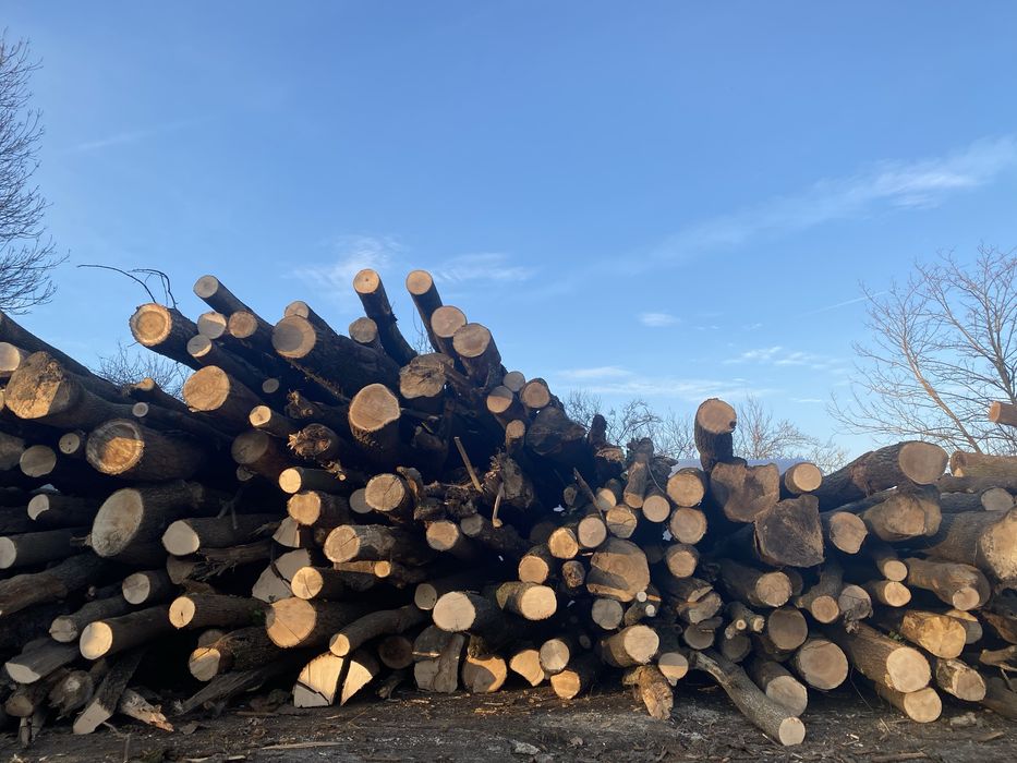 Bușteni uscați ptr. foc, stejar/frasin, cubat corect