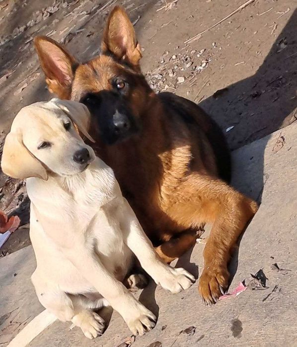 Продажа собак и щенков