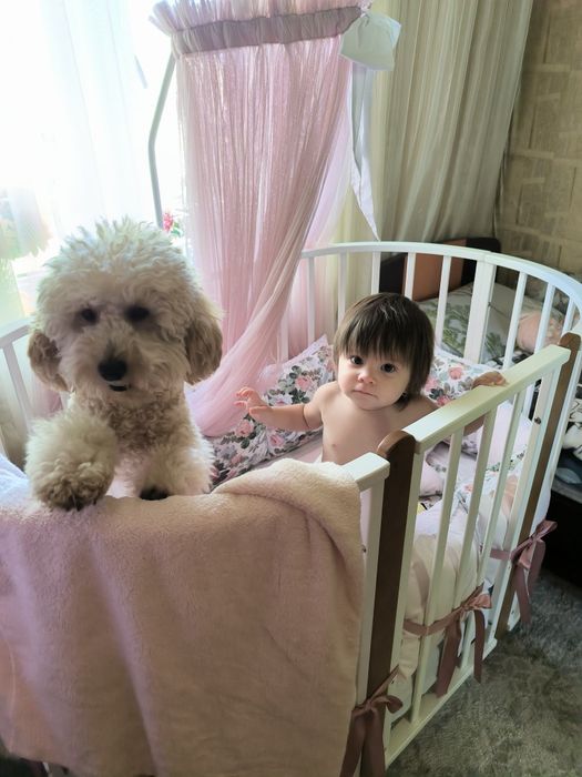 Вязка пуделя 1год 5 месяцев