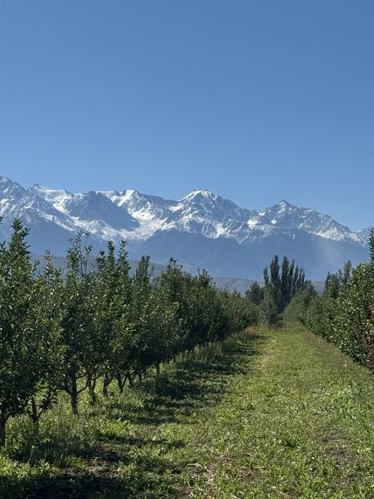 Яблоневый сад (apple garden)