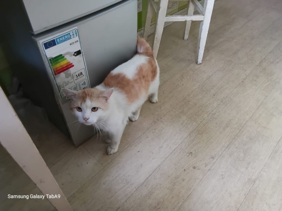 Британец в добрые руки Караганда