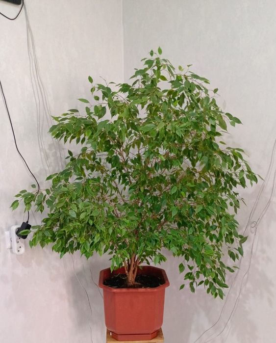 Продам фикус бенжамина