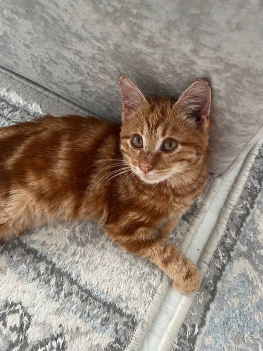 Рыжий котёнок мальчик, 2 месяца, ласковый и ручной, срочно