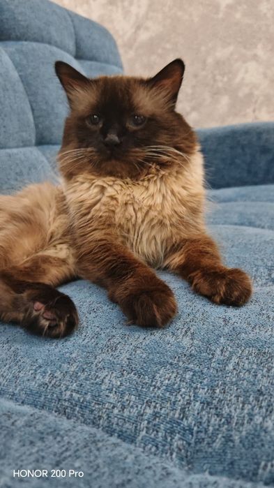 Вязка с сиамским котом