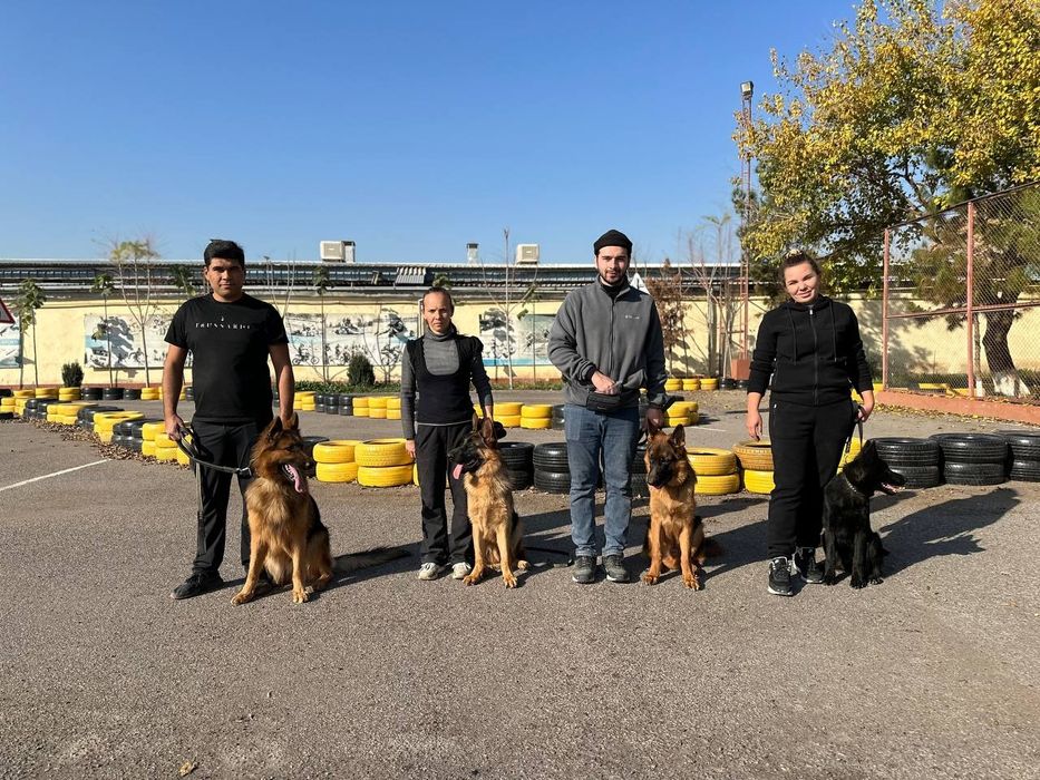 Дрессировка и передержка собак