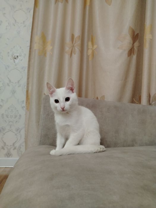 Продаем в хорошие руки