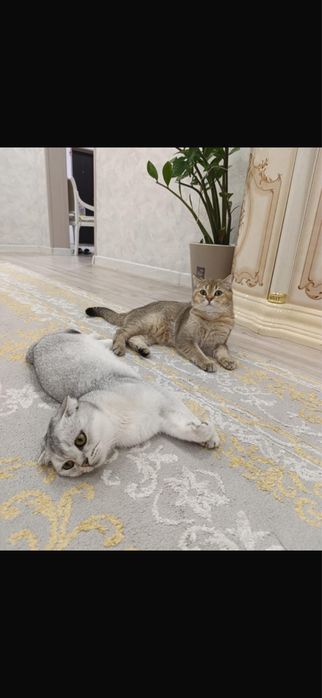 Продается шотландская шиншилла