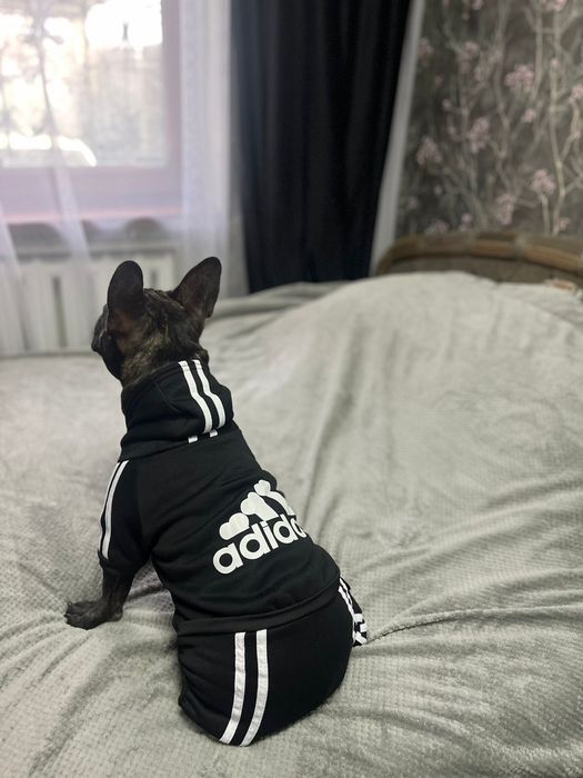 Французский бульдог щенок