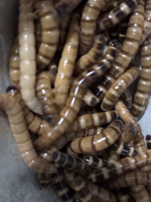 Личинки жука Зофобаса