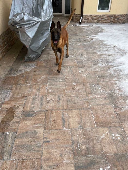Câine, ciobănesc belgian