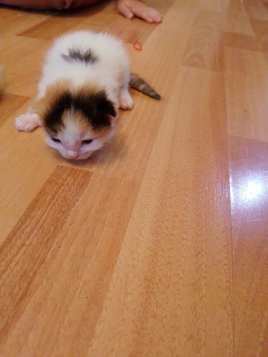 Отдам котят даром