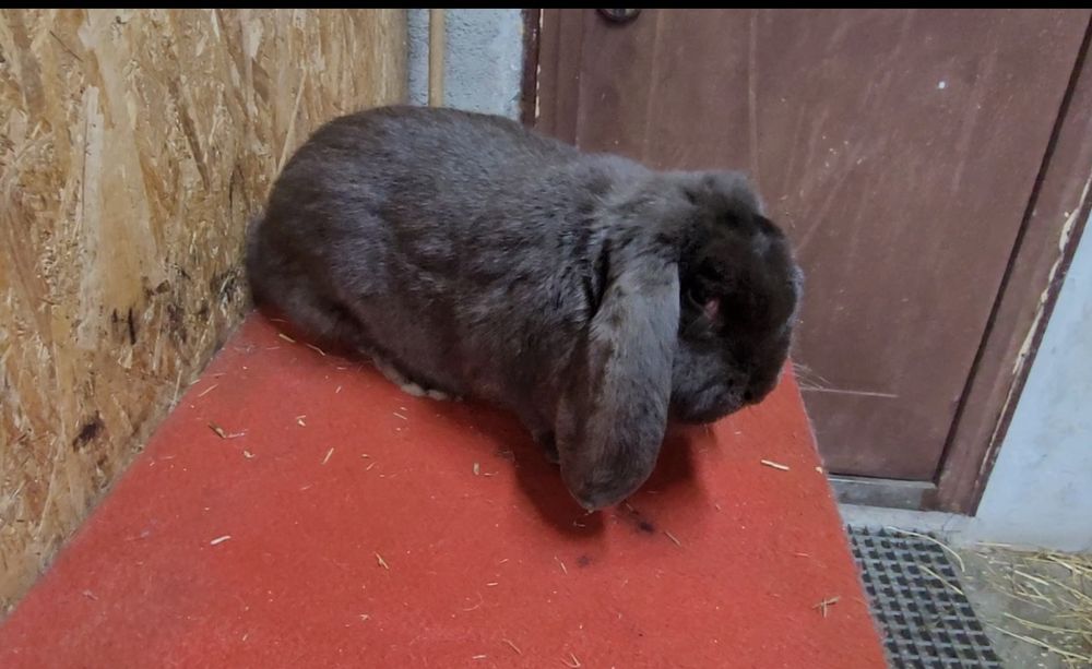 Iepuri berbec german