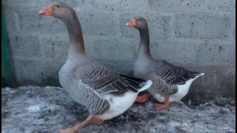 Гусята серая крупная