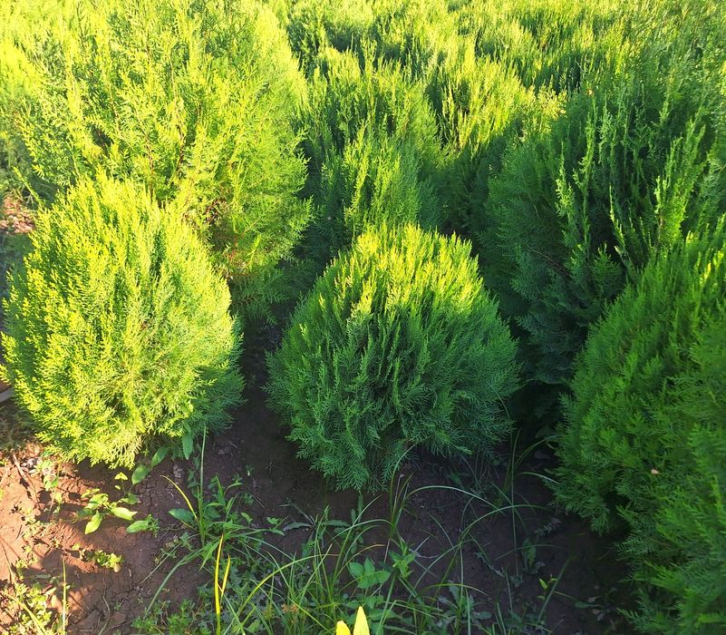 Арчалар. Глобус шаклида.