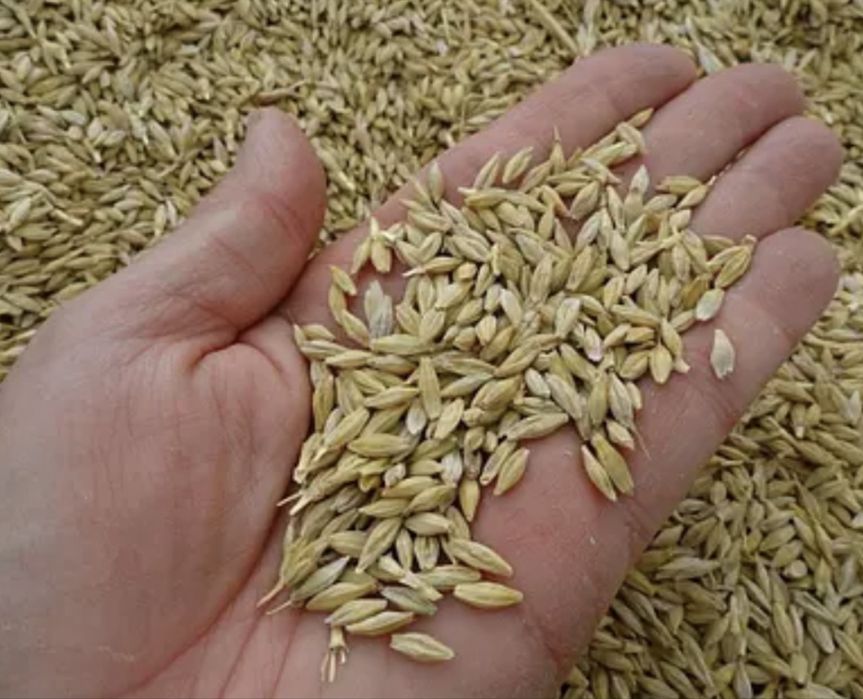 Семена ячменя 2РС