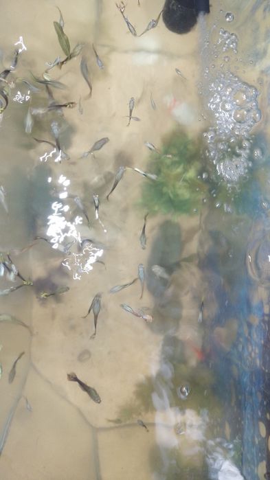 Продам аквариум 50л