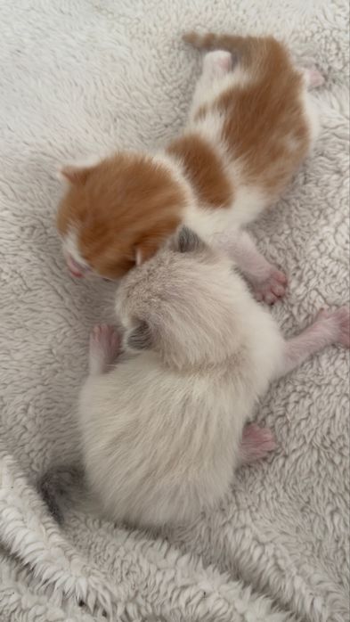 Отдаю котят, родились 31 марта