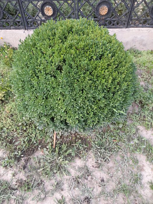 2та китобли арча 5та 12йилли  шамшод тезли б.н сотилади