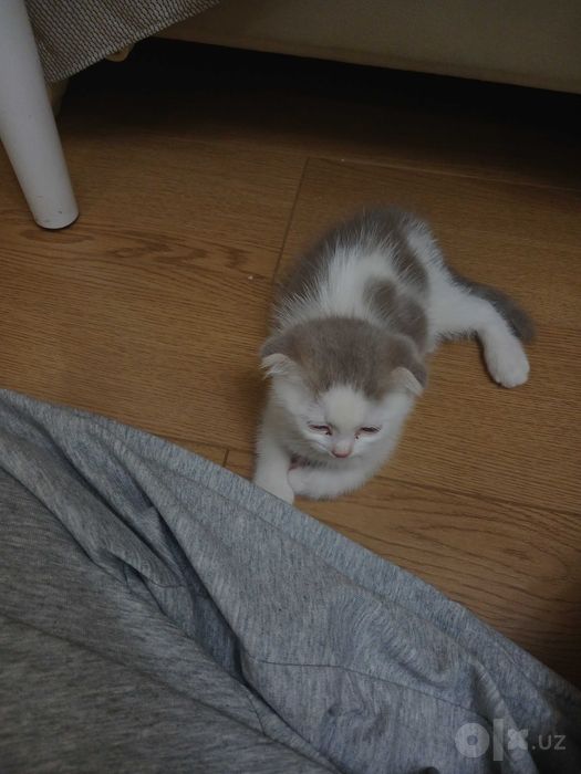 Шведская кошка белая