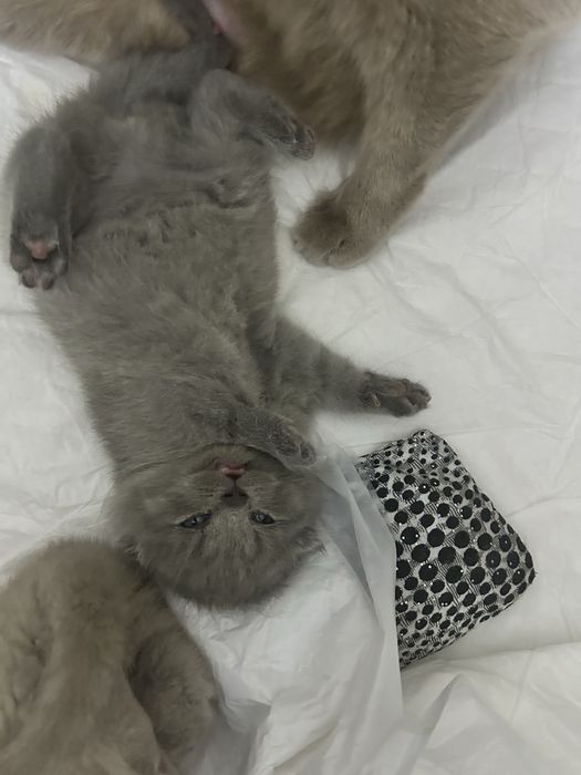 Скотиш фолд котята (15 февраль дата родж)