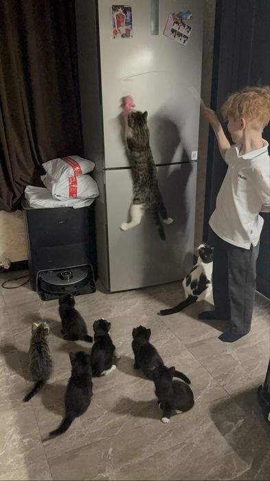 Котята ищут семью
