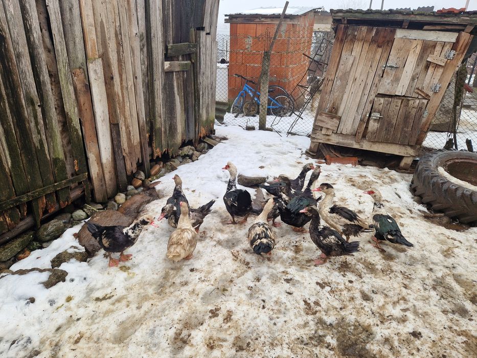 Rațe  mute și rățoi