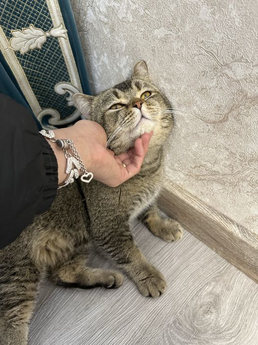 Продаётся красавчик шиншилла