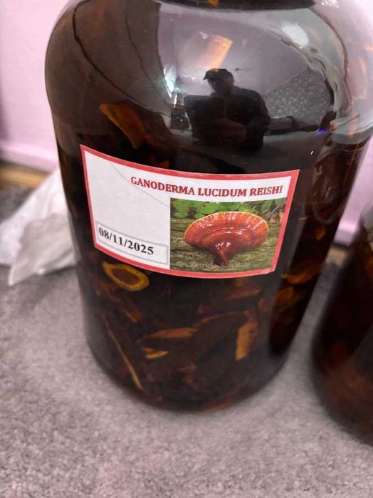 Ganoderma reishi ,coada curcanului,pelinus robustus fomitopsis