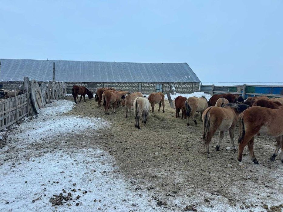Продам крестьянское хозяйство