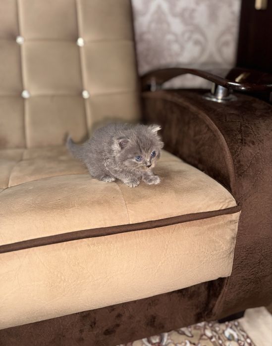 Скоттиш страйт мальчик от правильной вязки