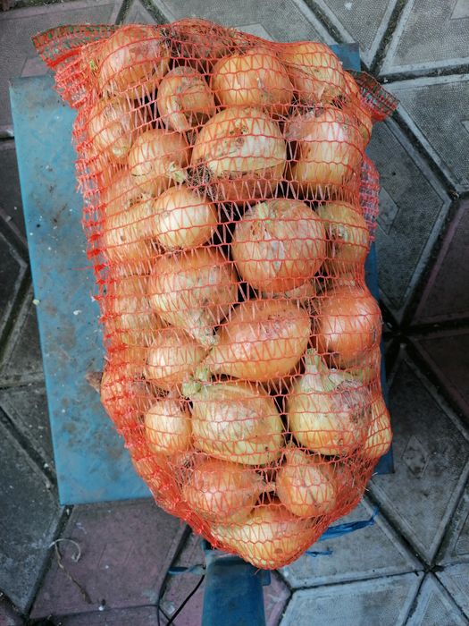 Vând ceapa producție 2025