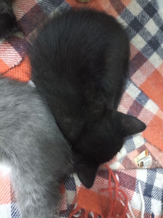 Котенок черный 7 недель