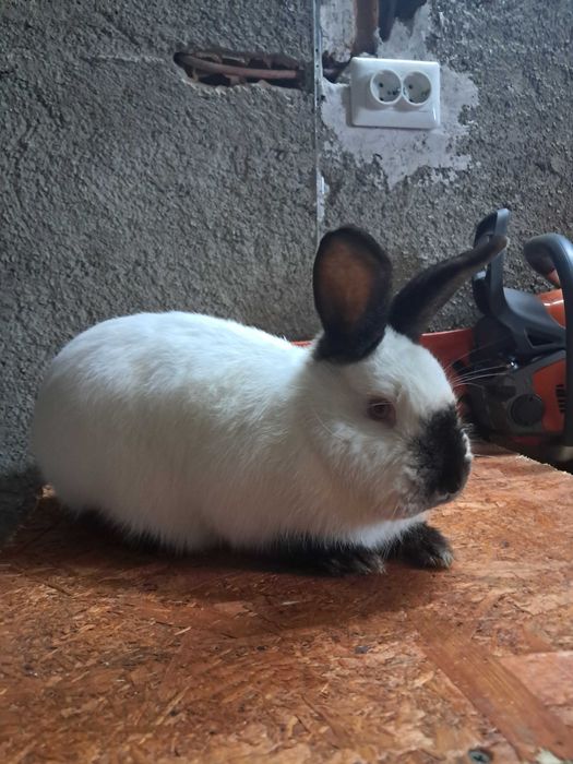 Vând iepuri californian