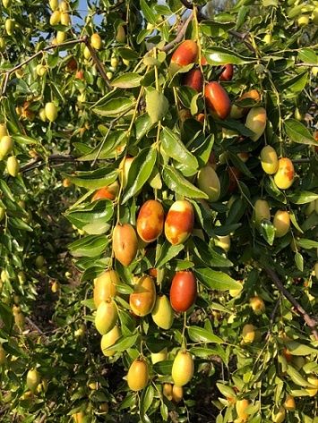 Pomi Fructiferi Exotici (Curmal Chinezesc )