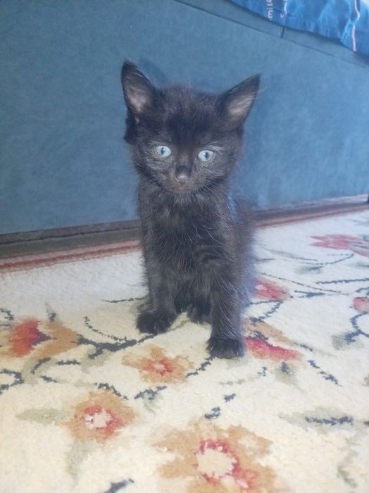 Оддам катят в хорошие руки