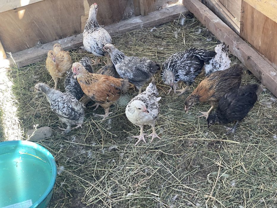 продам цыплят 24шт