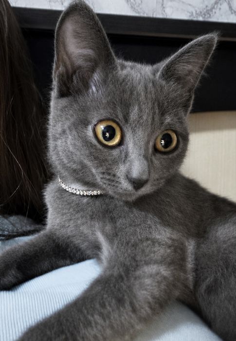 Красивый котенок девочка