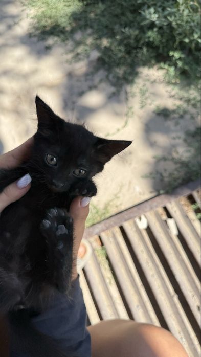 Милые котята, бесплатно