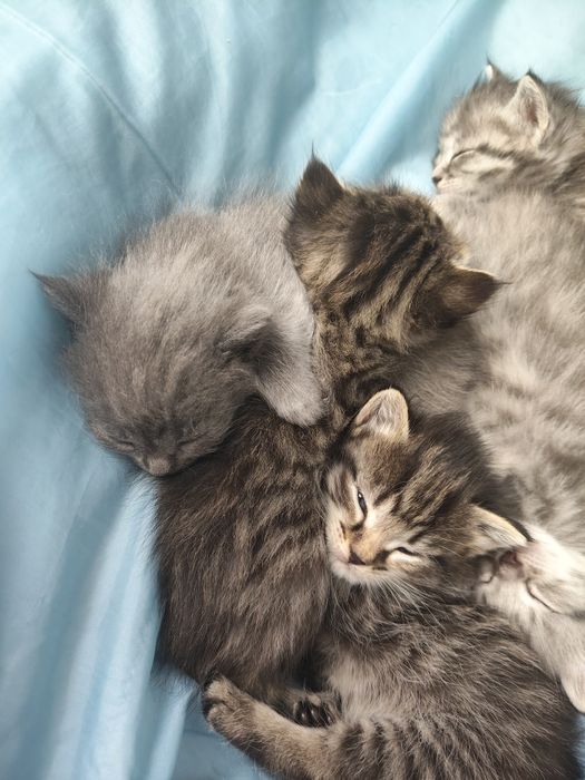 Отдам котят в хорошие руки