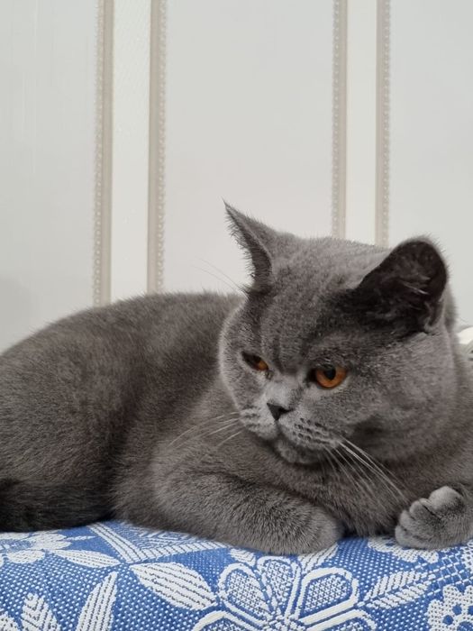 Британская кошка