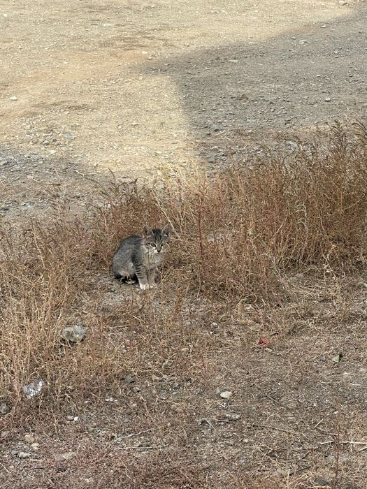 Бесплатно кошечка с котенком