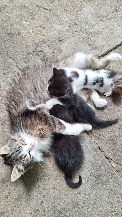 Подарявам рошави котенца
