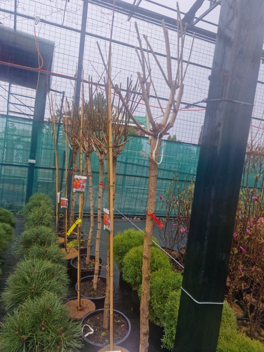 Газон ель сосна саженцы