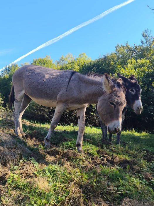 Vănd măgărițe gestante!
