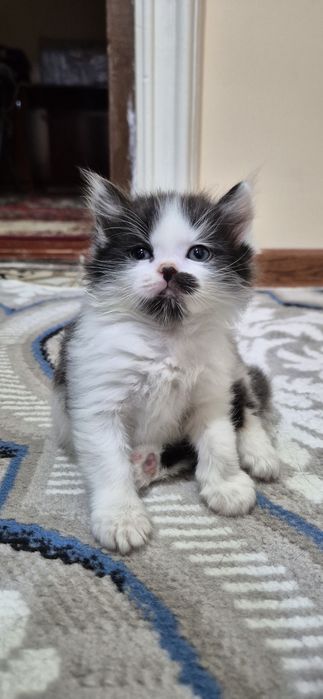 Ovqat tanlamaydi